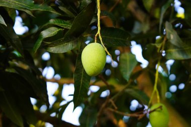 Mangolar ağaçta asılı..