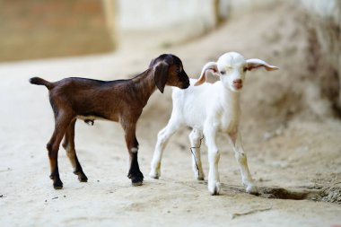 Güzel bebek keçi görüntüsü yerde.