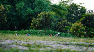 Çiftlikte çiftçilik yapan adam