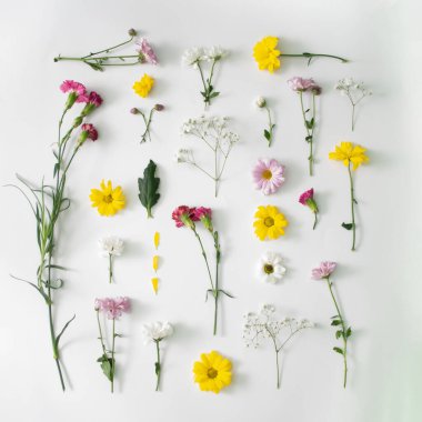 Yaratıcı düz kare kompozisyon ve beyaz arka planda bahar renkli çiçekler. Doğal aydınlatma ve gölgeler. Düz yatıyordu.