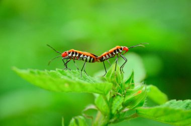 Kırmızı pamuk böceği (Dysdercus cingulatus) erkekler ve dişiler yaprakların üzerinde çiftleşirler..