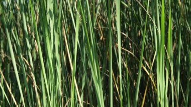 Uzun sazlar açgözlüdür Uzun sazlıklar yeşildir. Yeşilliğin doğadaki arka planı. Arka plan doğası. Yavaş hareket et. Yeşilliğin doğadaki arka planı. Arka plan doğası. yavaş çekim