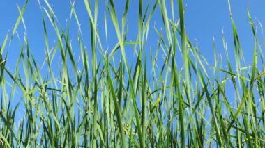 Mavi gökyüzüne karşı uzun yeşil sazlıklar. Ağır çekim doğası. Bir sürü yeşil yaprak..