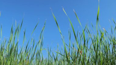 Mavi gökyüzüne karşı uzun sazlıklar. Yavaş çekim arkaplanı. Güzel doğa dokusu