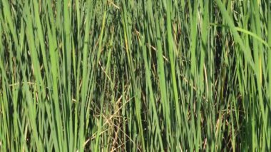 Uzun sazlar açgözlüdür Uzun sazlıklar yeşildir. Yeşilliğin doğadaki arka planı. Arka plan doğası. Yavaş hareket et. Yeşilliğin doğadaki arka planı. Arka plan doğası. yavaş çekim