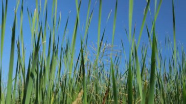 Mavi gökyüzüne karşı uzun yeşil sazlıklar. Ağır çekim doğası. Bir sürü yeşil yaprak..