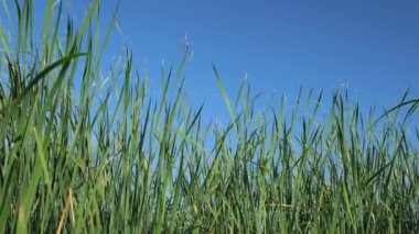 Mavi gökyüzüne karşı uzun yeşil sazlıklar. Doğanın ağır çekim gücü. yeşil bitkiler