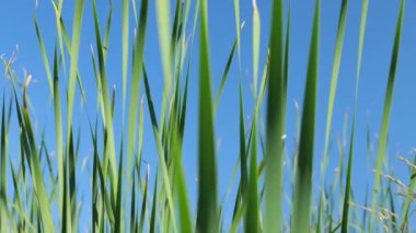 Mavi gökyüzüne karşı güzel yeşil sazlıklar. Yavaş hareket eden yeşillik. Doğanın dokusu.