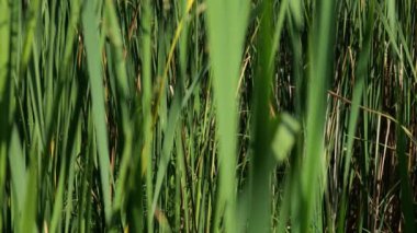 Doğada yeşil kamışların arka planı. Yavaş çekim yeşil bitkiler