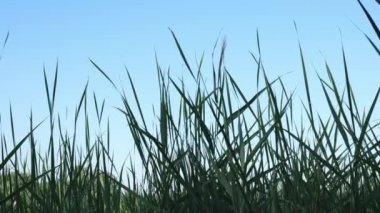 Koyu yeşil kamışların arasından mavi gökyüzüne bak. Yavaş çekim 4K. Yazın doğada çok yeşillik var.