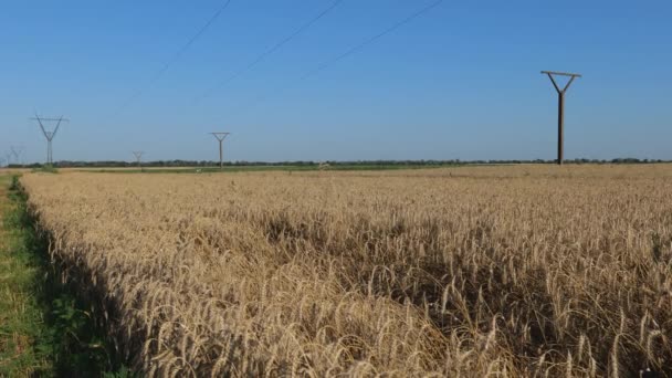 View Wheat Poles Distance Field Beautiful Landscape Field — ストック動画