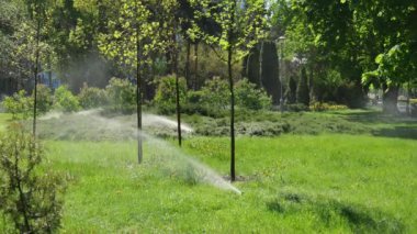 Birkaç su püskürtüsü parktaki çimenleri ve ağaçları sular. Yaz sıcağı. Yavaş hareket eden su. Güzel doğal park.