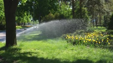 Ağacın yanında bir su püskürtüsü parktaki çimenler ve bitkiler. Yavaş hareket eden su. Yaz doğası
