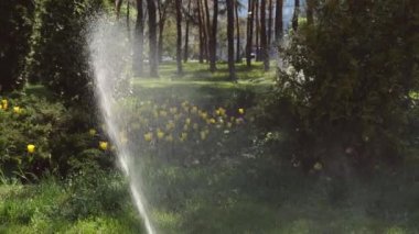 Sarı çiçekleri ve parkta birçok bitkiyi sulamak. Ağır çekim. Su jeti. Su bitkileri tazeler.