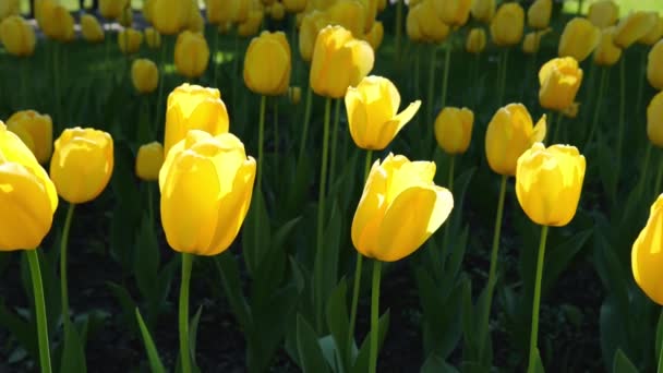 Krásné Pozadí Žlutých Tulipánů Parku Zpomalené Květiny — Stock video
