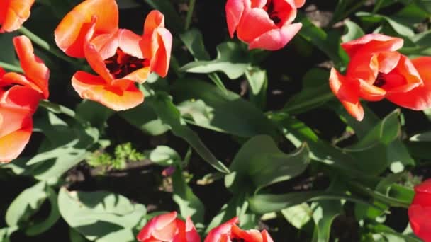 Vista Superior Tulipanes Rojos Flores Rojas Cámara Lenta Fondo Tulipanes — Vídeos de Stock