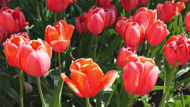 Schöner Hintergrund Roter Tulpen Park Zeitlupe Blüht Viele Tulpen Tulpenstruktur — Stockvideo