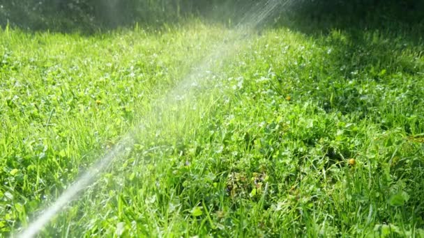 Vattenstråle Vattnar Det Gröna Gräset Parken Långsamt Vatten Vattnar Gräset — Stockvideo