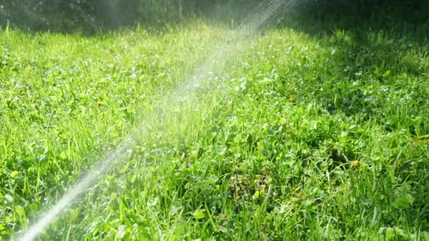 Strumień Wody Podlewa Zieloną Trawę Parku Woda Zwolnionym Tempie Podlewanie — Wideo stockowe