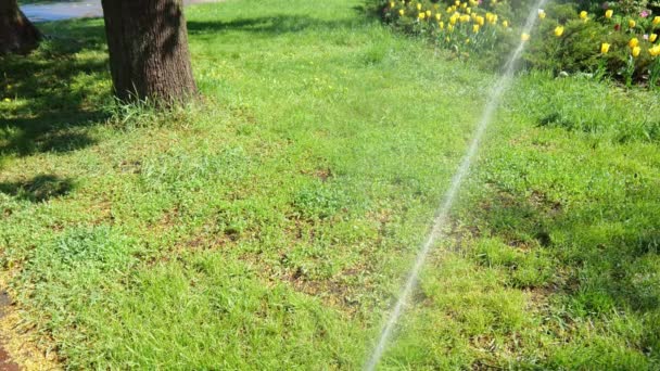 市内公園の芝生や花に水のジェット 夏の水 スローモーションの水 芝生に水をやる — ストック動画