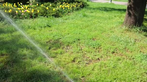 Jato Água Rega Grama Verde Flores Amarelas Parque Água Câmara — Vídeo de Stock