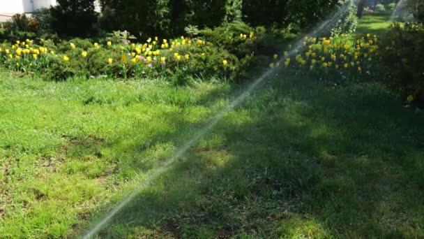 Bir Püskürtüsü Parktaki Yeşil Çimenleri Sarı Çiçekleri Sular Yavaş Çekim — Stok video
