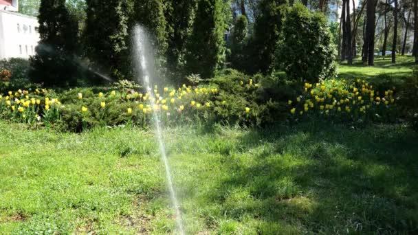 Egy Vízsugár Öntözi Füvet Virágokat Városi Parkban Nyári Víz Lassú — Stock videók