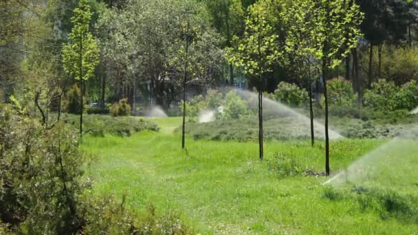 Mehrere Wasserstrahlen Bewässern Das Gras Und Die Bäume Park Sommerhitze — Stockvideo