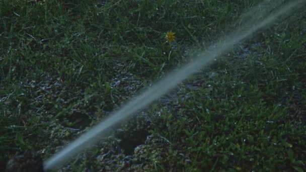 Bir Püskürtüsü Parktaki Koyu Yeşil Çimenleri Sular Yavaş Hareket Eden — Stok video