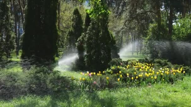 Podlewanie Kwiatów Trawy Parku Odrzutowce Wody Letnim Parku Zwolniony Ruch — Wideo stockowe