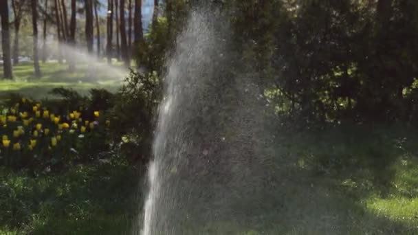 Wasserstrahlen Bewässern Bäume Und Pflanzen Park Wasser Zeitlupe Viele Pflanzen — Stockvideo