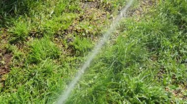 Yeşil çimenlerin üzerinde bir su jeti. Doku doğal. Yavaş çekim suyu