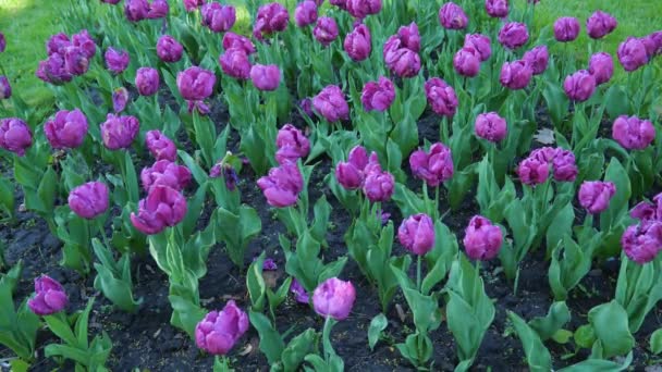 Dużo Fioletowych Tulipanów Tło Tulipanów Parku Tekstura Jest Naturalna Kwiaty — Wideo stockowe