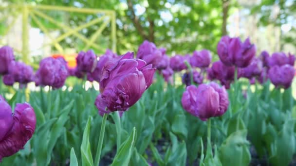 Blick Auf Viele Lila Tulpen Park Viele Lila Blüten Tulpen — Stockvideo