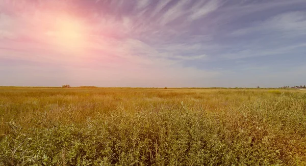 Sunset over a green beautiful field. Sky with white clouds. The sun shines brightly. Lots of herbs and plants
