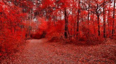 Long road in the red fabulous autumn forest. fantasy red nature