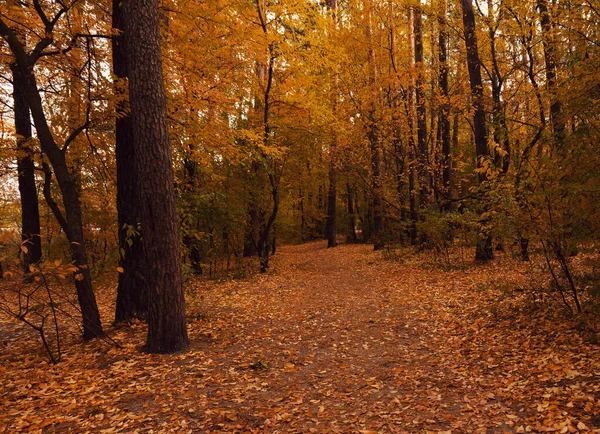 Road in dark autumn forest. Fairytale nature. brown tint