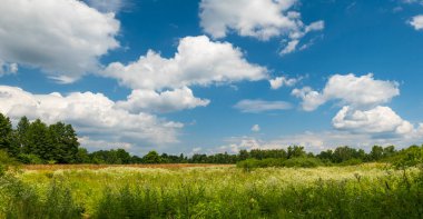 View of the green field and the sky with white clouds. Beautiful summer landscape. Lots of green grass and flowers in the field