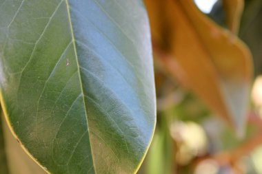 Çok yakından görülen bir bitkinin yaprağı