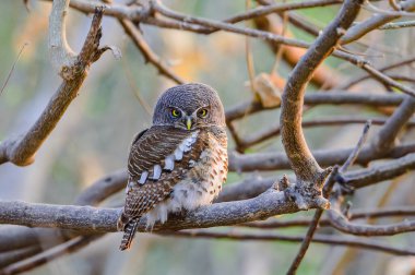 Çevresini gözlemlemek için bir ağaca tünemiş çarpıcı bir Baykuş. Chobe Ulusal Parkı, Botswana.