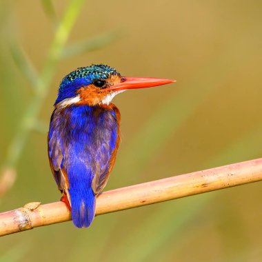 Botswana 'daki Chobe Nehri' nde safari teknesinde çekilen renkli bir Malachite Kingfisher..