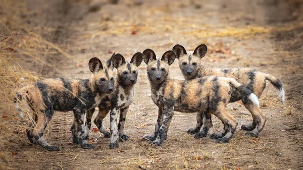 Afrikanische Wilde Hundewelpen Posieren Für Ihr Foto Sie Rannten Herum — Stockfoto