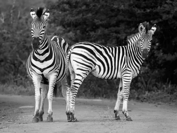 南アフリカのMkhuzeゲームリザーブにポーズZebra 黒と白の写真 — ストック写真