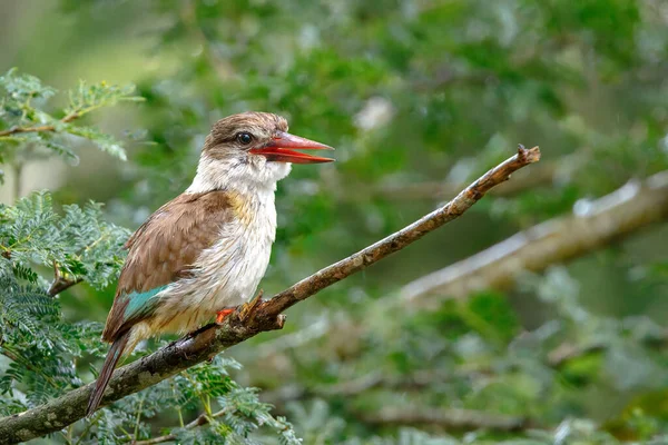 Brown Hooded Kingfisher Floresta Dens Bonamanzi Game Reserve África Sul — Fotografia de Stock