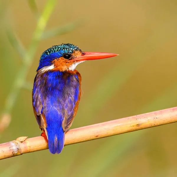 Colorido Kingfisher Malaquita Tiro Ramo Enquanto Barco Safári Foto Rio — Fotografia de Stock
