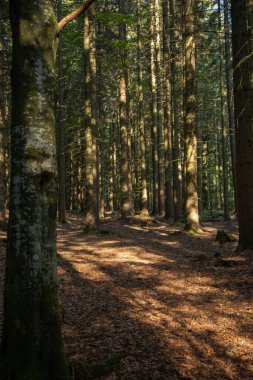 Çam ağaçları ormanda gölge ve ışık