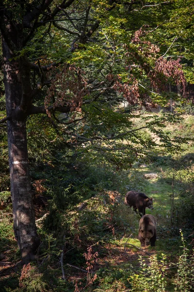 Бурый Медведь Лесу — стоковое фото