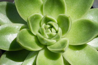 Renkli, sulu, doğal güzelliğin yakın çekimi.