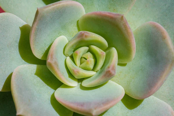 close-up of colorful succulent, natural beauty