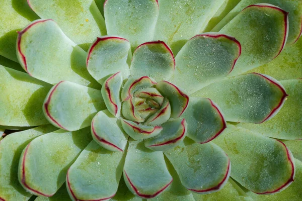 close-up of colorful succulent, natural beauty